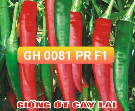 GIÔNG ỚT CAY LAI - GH 0081 PR F1