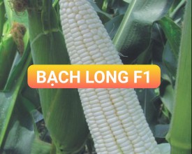 HẠT GIỐNG BẮP NẾP LAI