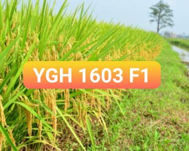 HẠT GIỐNG LÚA
