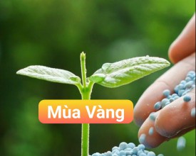 PHÂN BÓN CAO CẤP