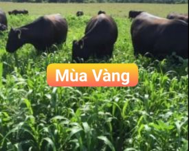 HẠT GIỐNG CỎ CHO GIA SÚC