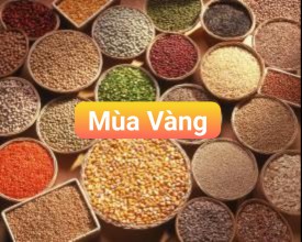 NÔNG SẢN HỮU CƠ