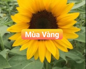 HẠT GIỐNG HOA CAO CẤP