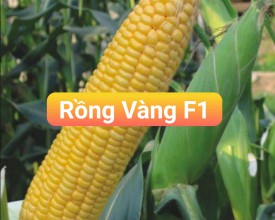 HẠT GIỐNG BẮP NGỌT LAI